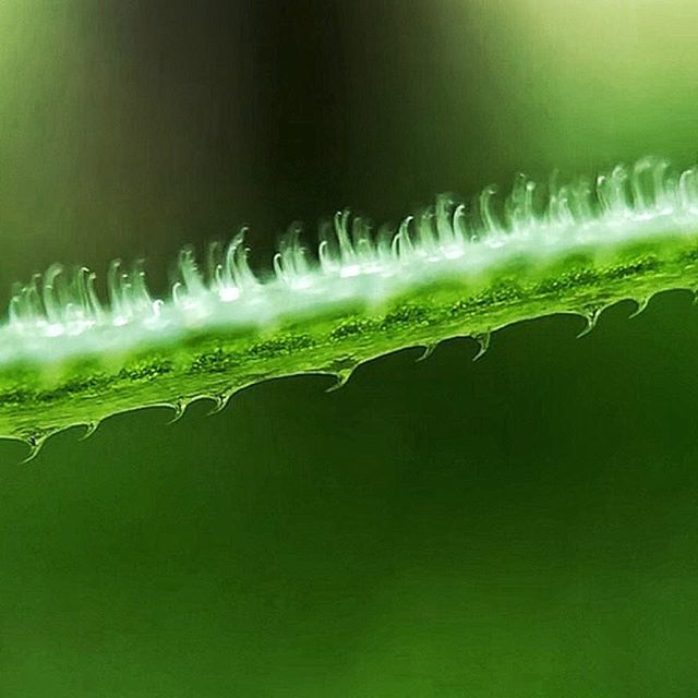 Nawisho's tweet photo. Manche Pflanzen haben erstaunliche Seiten ....
.
Wie die Blätter des Klettenlabkrautes!
.
An der einen Seite finden sich die namensgebenden Klettenhaare, welche alle in eine Richtung zeigen.
.
Und an der Unterseite findest du gekrümmte Haken, die in die … https://t.co/cP7hITXaSt https://t.co/fvQgIIP6SD