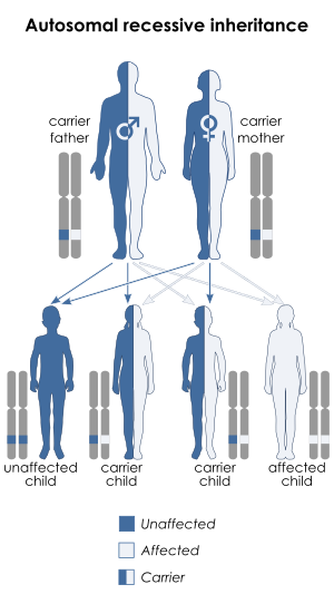 NeurosciScience's tweet photo. Joubert syndrome is a rare autosomal recessive genetic disorder that affects the cerebellum, an area of the brain that controls balance and coordination.https://t.co/Ono1C50tR0 https://t.co/gW4lw5YqwQ