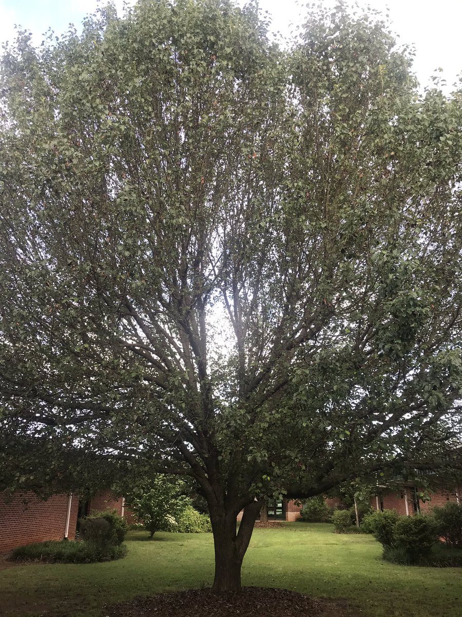 TeachrLibrarian's tweet image. It’s Monday morning so I am on duty, hanging out on the back breezeway at school with #MyTree. I think I should start referring to it as #TheTreeOfKnowledge since it it right outside the library!