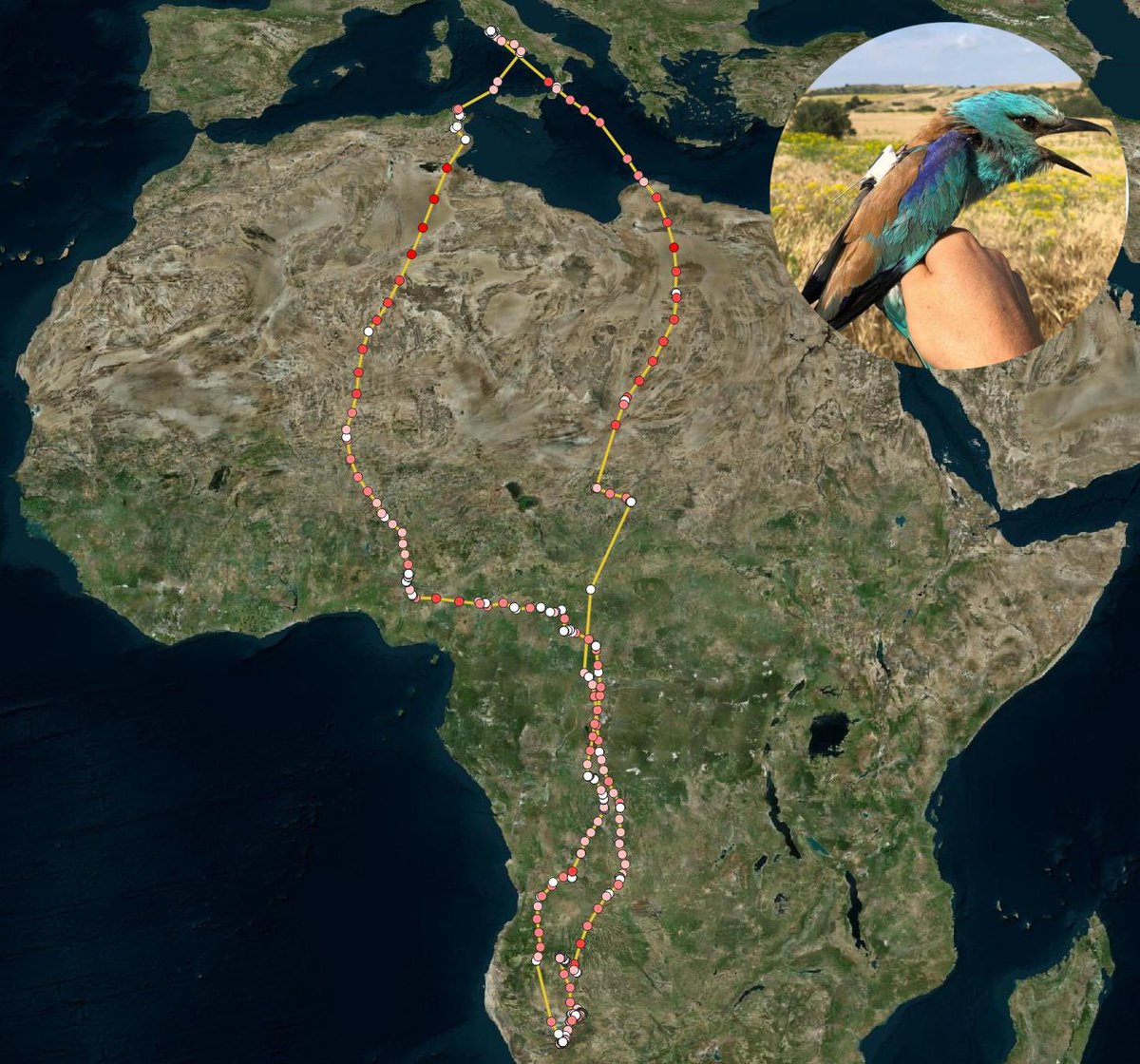 Last year we GPS-tagged this #EuropeanRoller who just came back from Namibia! Cannot convey how excited we are to have such precise data of this impressive 8000km trip. Dot colour is speed, red being faster (up to 100kph!). Found her with partner at old nestbox #birdmigration