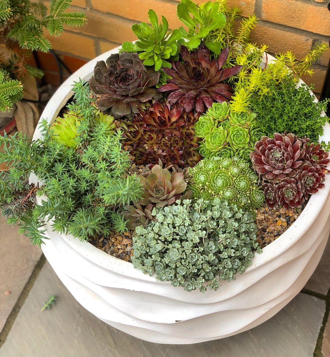 SO proud of my creation on the patio 🌟 It’s a group of outdoor succulents ~ including some lovely Sedum in golden, yellow and green from @dobbies, plus multicoloured Sempervivum from @fabfatfriends 🌟 The ace container is from @qvcuk 🌟{ad} #Sempervivum #Sedum #OutdoorSucculents