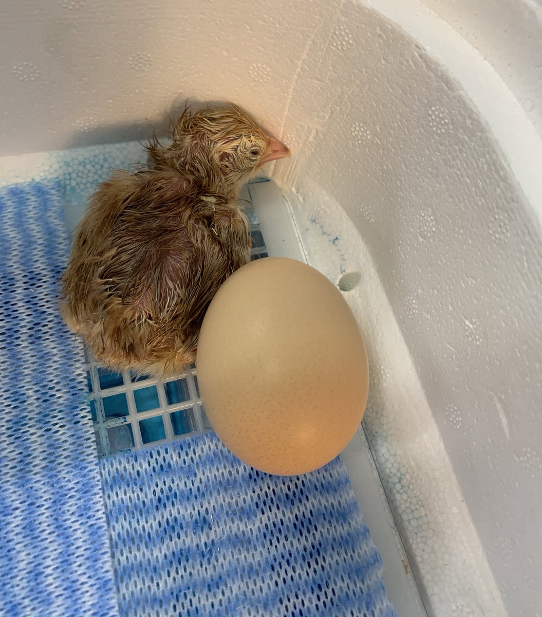 DPS_170's tweet photo. Both Washington and Madison Schools have been hatching baby chicks. #gopurple @WashSchool @dixonmadison170 https://t.co/SYdG2FlCS0