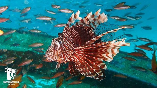 boholdiversclub's tweet photo. Lion fish in Alona beach.
#alonabeach #philippines #fundives #buceo #centrodebuceoespañol #centredeplongée #padi5starsdiveresort #padi #boholdiversclubdivecenter #lion #uwphotos #marinelife #protecttheocean #wild https://t.co/DUjxtYomnB