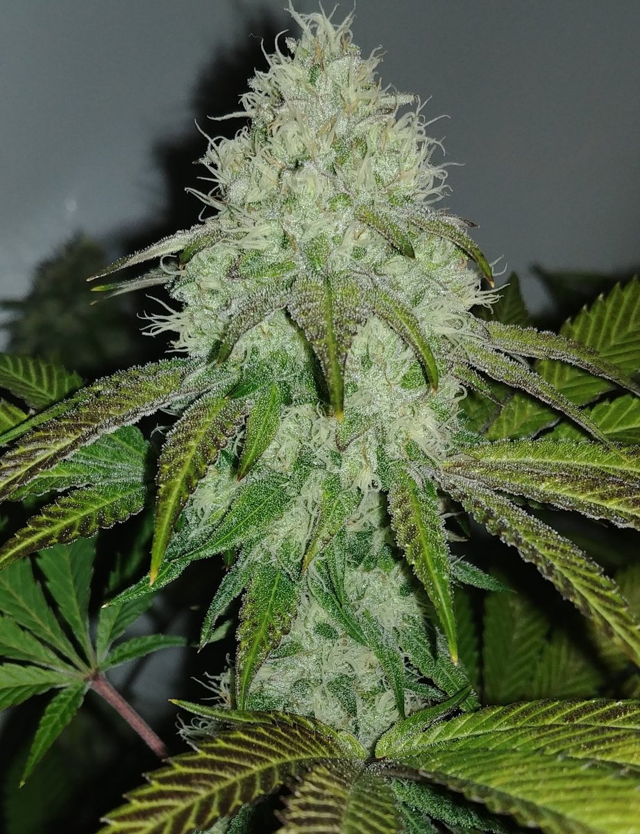 HSO Sapphire Scout... 44 days into 12/12, 100% organic with 0 pesticides. #Seasoil #Wormcastings