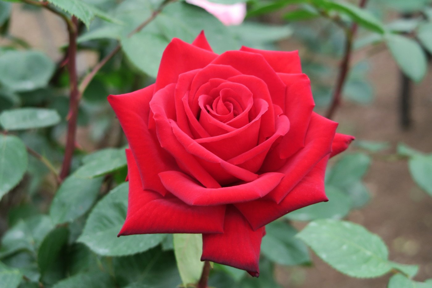 旧古河庭園 旧古河庭園のバラ19 熱情 色も形も美しく だれもが 赤いバラ でイメージするような花です 本当に形の整ったきれいな赤いバラ 目が覚めるような鮮やかさです 人気投票でも赤バラはもっと人気が出てほしい T Co Lxuygadnpf