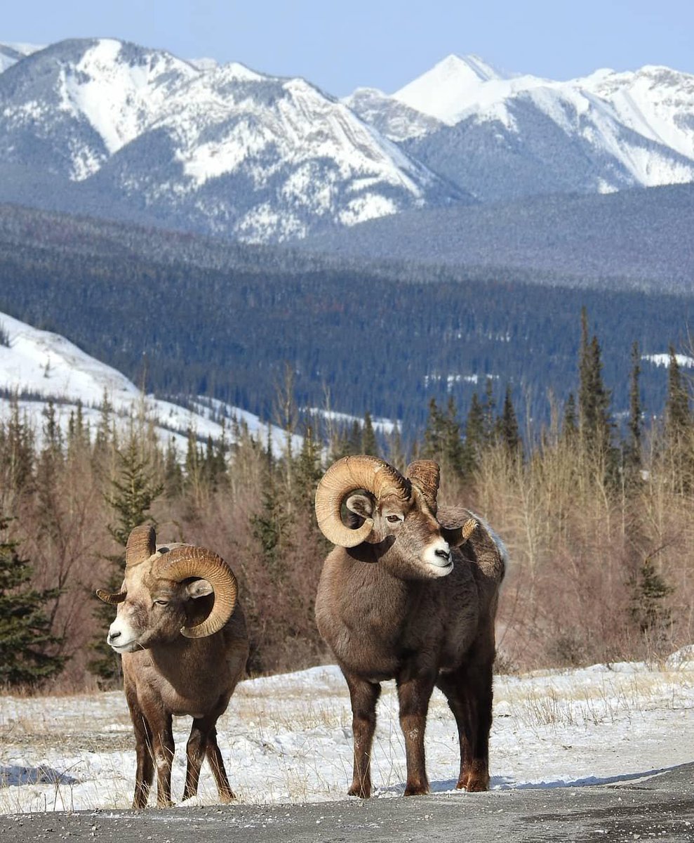 ExploreCanada's tweet photo. Mid-week traffic jam! Spring is here and that means more opportunities to come across animals in the wild in Canada.  #ExploreCanada 
📷: kn.wildlife via Instagram 📍: @TourismJasper, @travelalberta, @ParksCanada https://t.co/O6AgGnun7j