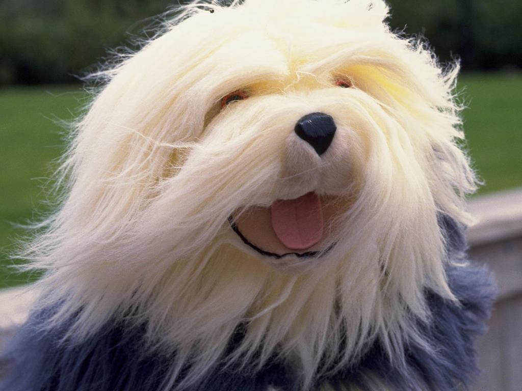 Belgiumers's tweet image. In Belgium there are NO other dogs then this one.
This is the ONLY dog!
NO exceptions!

THE ONLY DOG IS THIS DOG!!