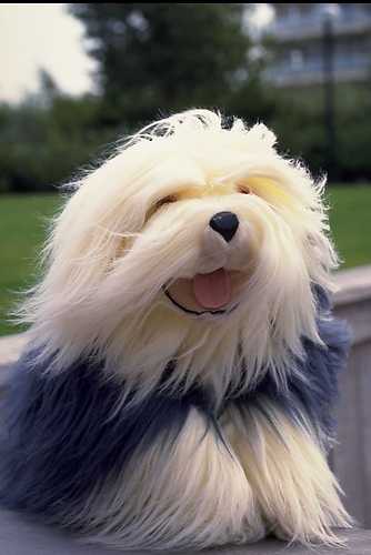 Belgiumers's tweet image. In Belgium there are NO other dogs then this one.
This is the ONLY dog!
NO exceptions!

THE ONLY DOG IS THIS DOG!!