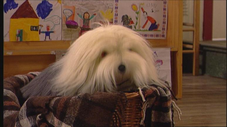 Belgiumers's tweet image. In Belgium there are NO other dogs then this one.
This is the ONLY dog!
NO exceptions!

THE ONLY DOG IS THIS DOG!!