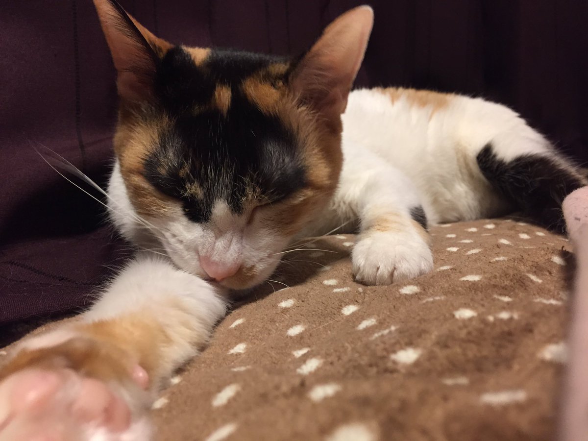 わはにゃ お迎えから闘病記録 (4ページ目) - Togetter