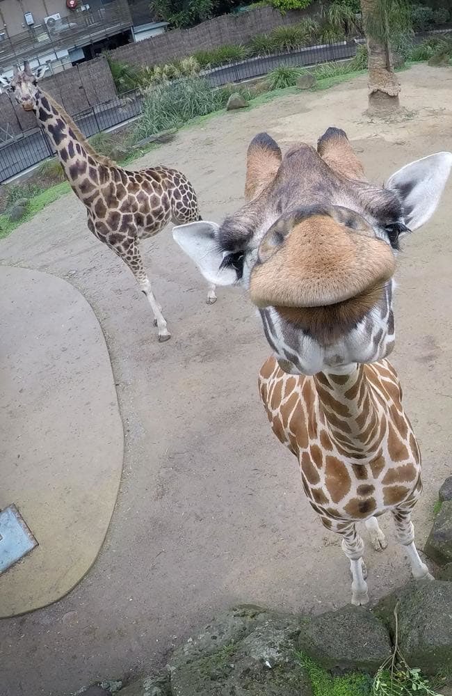 SpottedDacey's tweet photo. Worlds CUTEST giraffe selfies 🤳 https://t.co/BPsUT9JbQs