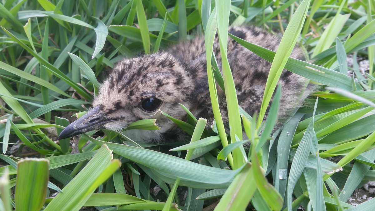 Poldernatuur tweet media