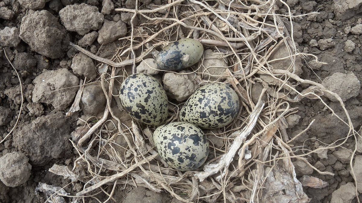 Poldernatuur tweet media