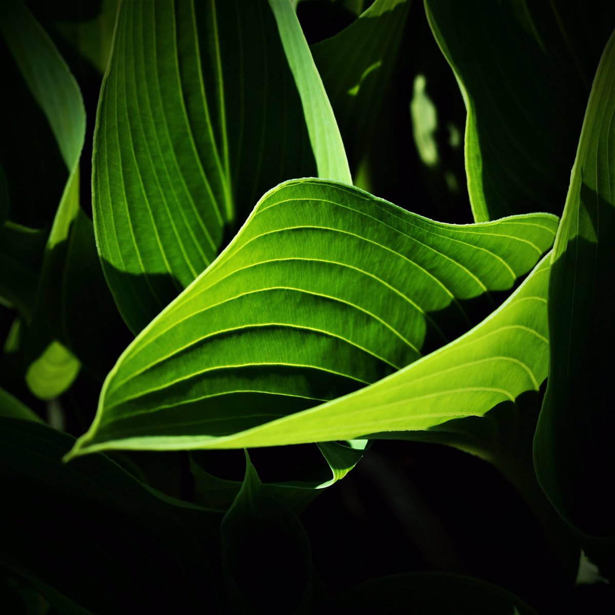 #plantportrait 351 is a perfect green Hosta from @luriegarden in Chicago’s @millennium_park 
#asparagaceae #green #parklife #smallgardens #chicago #illinois #followthefellows