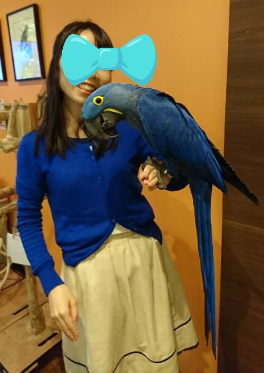 Yukomadori در توییتر 連休中にstep Up大阪に行って 念願のスミレコンゴウインコりさちゃんと初めて触れ合いました しかもお誕生日だったようでスタッフさんお手製のバースデーケーキが なんか運命を感じてしまった Yukomadori در توییتر 連休中にstep Up大阪に行って 念願のスミレコンゴウインコりさちゃんと初めて触れ合いました しかもお誕生日だったようでスタッフさんお手製のバースデーケーキが なんか運命を感じてしまった