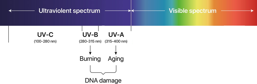 ClinuvelNews's tweet photo. Chronic exposure to UV sources, like lamps in tanning salons, can lead to permanent #skindamage. Excess UV radiation can cause collagen break down, resulting in #photoaging, as well as #skincancer.
#CLINUVEL #Sunprotection #UVprotection #Sunandskin https://t.co/QbglGwUglI