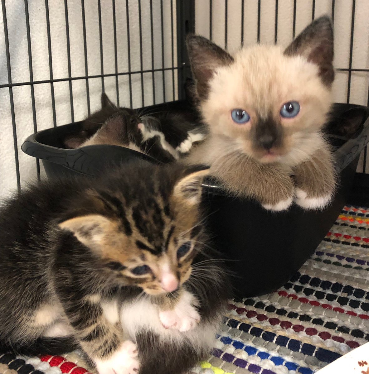 spcafl's tweet photo. We need more foster homes for the kittens. Taking care of the little ones is rewarding, and we supply everything you need. Read more and apply here: https://t.co/TUTXcR4V5E
#lakeland #fosterkittens #savealife #helpussavethem #fostering https://t.co/DYXgzO9zXW