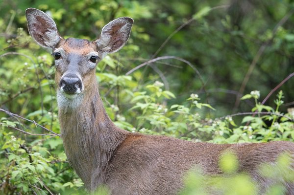 OhioDivWildlife's tweet photo. If you want to attract deer to your property, remember that these animals have differing nutritional needs throughout the year. Read on for tips on improving #nativeforage on your property for deer: https://t.co/uJDcPLjGYr #wildohio #huntohio #deer #privatelandmanagement https://t.co/vlt6Qa3Nc6