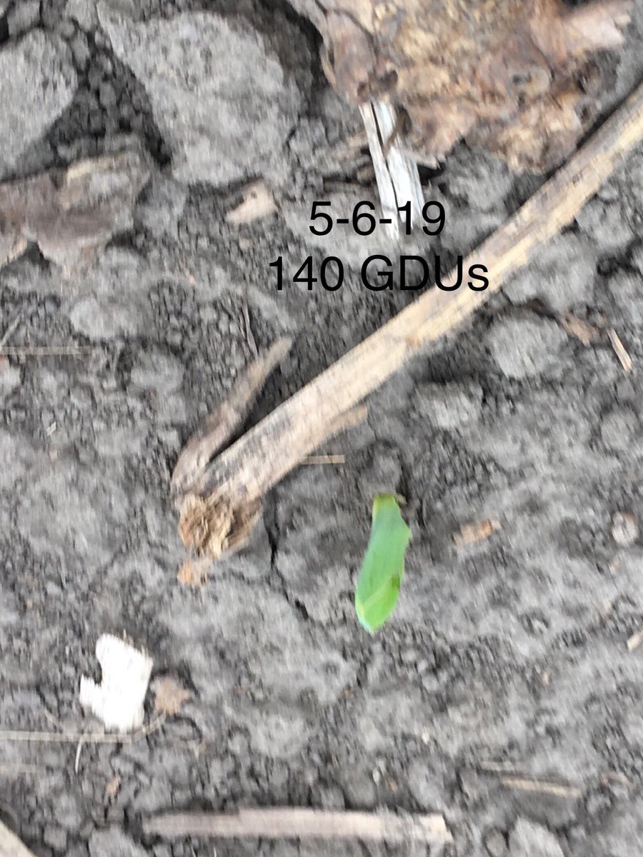agronomistDave's tweet photo. 30 GDUs radicle is visible. 50-60 GDUs coleoptile is visible. 90 GDUs the coleoptile is 1-1.25” in length with another 20-30 GDUs necessary for emergence. 140 GDUs leaves have formed. #cornemergence https://t.co/gWfR2YC0wH