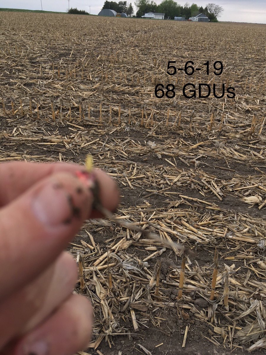 agronomistDave's tweet photo. 30 GDUs radicle is visible. 50-60 GDUs coleoptile is visible. 90 GDUs the coleoptile is 1-1.25” in length with another 20-30 GDUs necessary for emergence. 140 GDUs leaves have formed. #cornemergence https://t.co/gWfR2YC0wH