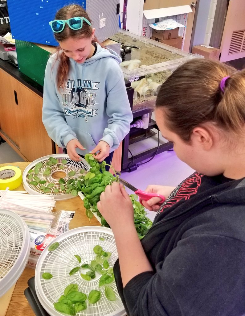 dotsciguy's tweet photo. Lunch hour harvest of basil for @LazySusanMKE to be used in a #TeacherAppreciationWeek soup. #urbanfarmer #school2table https://t.co/YY5sXrnsiZ