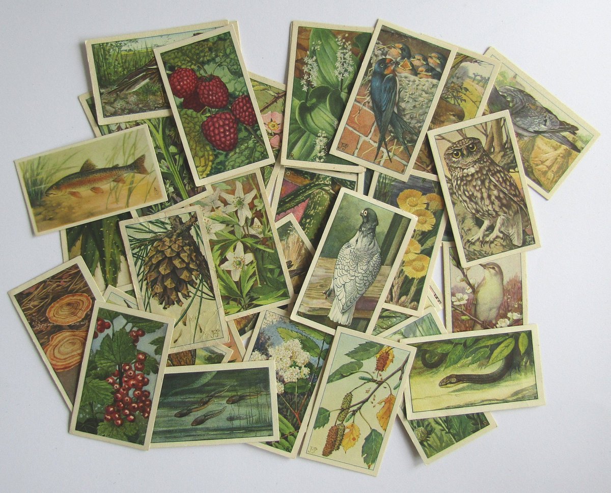 LabelsAndMoreNL's tweet photo. Still available in my Etsy shop: these vintage Verkade cards, with the beautiful illustrations by Jac. P. Thijsse, https://t.co/UnUFGjKmGL 
These cards are a great addition to your junk journal, bullet journal or snail mail. https://t.co/oqyeAGliwp