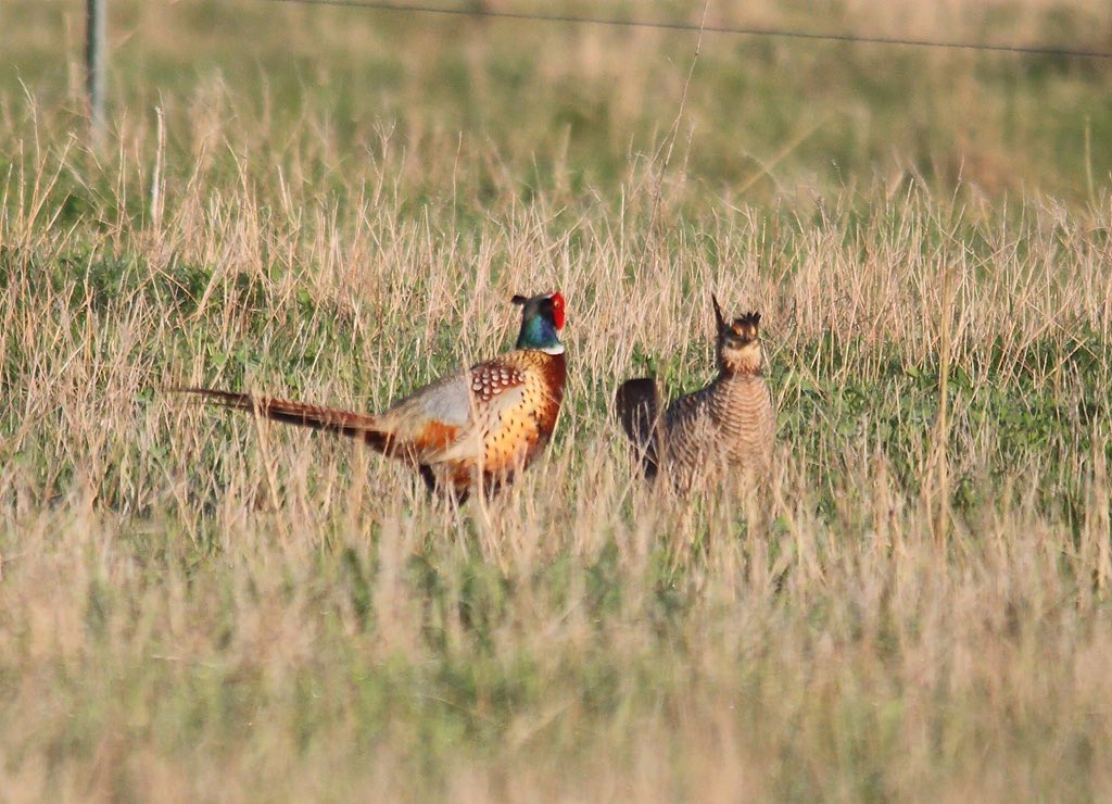 millerdeb11's tweet photo. Not sure the Prairie Chicken  likes the Ring neck pheasant in his lek ...... #prairie #prairiechicken #ringneckpheasant #lek https://t.co/EAPMydrjMk