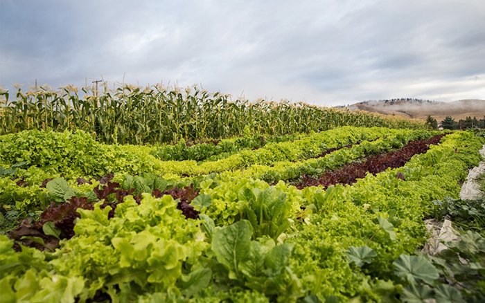 seedchange_'s tweet photo. @IPBES @jonathanwatts @guardian Agricultural #biodiversity is disappearing too. This tremendous loss exposes us to crop failure and food shortages in unpredictable and rapidly changing environments. https://t.co/EhJREGqm5a #BiodiversityAssessment #WeNeedAShift https://t.co/p0iF3s8mvM