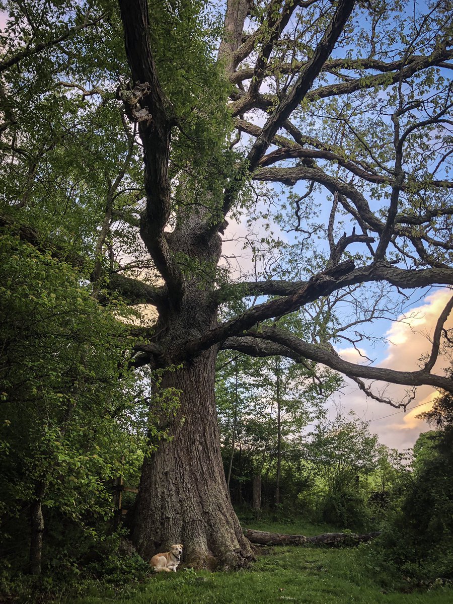CarlyGeraci's tweet photo. Keffer Oak! Pup for scale. #AppalachianTrail https://t.co/xpf6p00jTW