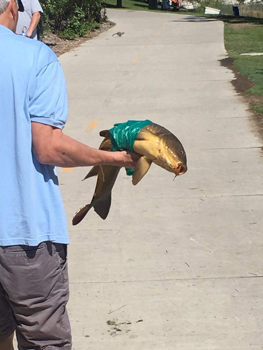 AmberCatsa's tweet photo. Went jogging yesterday &amp; forgot to post. I saw a pretty bird that let me take it’s picture. Saw the tinniest dog going for a big walk (3 lbs). There was an older Gentlemen that caught the biggest fish I’ve ever seen. I would say he caught a shiny magicarp, but it was a trout. https://t.co/hlKDgmvZL9