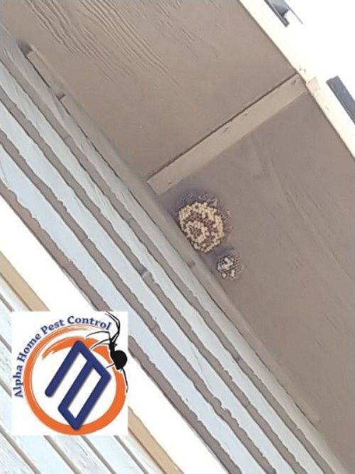 It's True #Wasps are #Beneficial, but should not be permitted to build nests on home structures. 
alphahomepestcontrol.com/paper-wasps-2/
