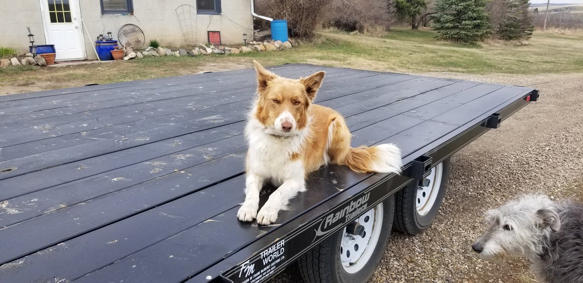 canolachristy's tweet photo. It's a good day to deliver some corn 🌽and canola 🏵 seed!!  #seeddelivery is one of the many services that #RivettSeedsLtd. provides to our amazing growers! #plant19 @PioneerSeedsCA (dont mind the dog, she's a border collie so she thinks she is always helping!) https://t.co/jFDOjZvzm9