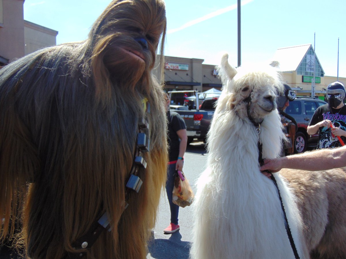 MsArielKnox's tweet photo. Caesar made some rather unique two legged friends this weekend.
#chewie #llama #MayThe4thBeWithYou #FreeComicBookDay #StarWars #Chewbacca #imwiththellama #ihuggedcaesar #bestfriendsfurever https://t.co/ANhL70MSJR