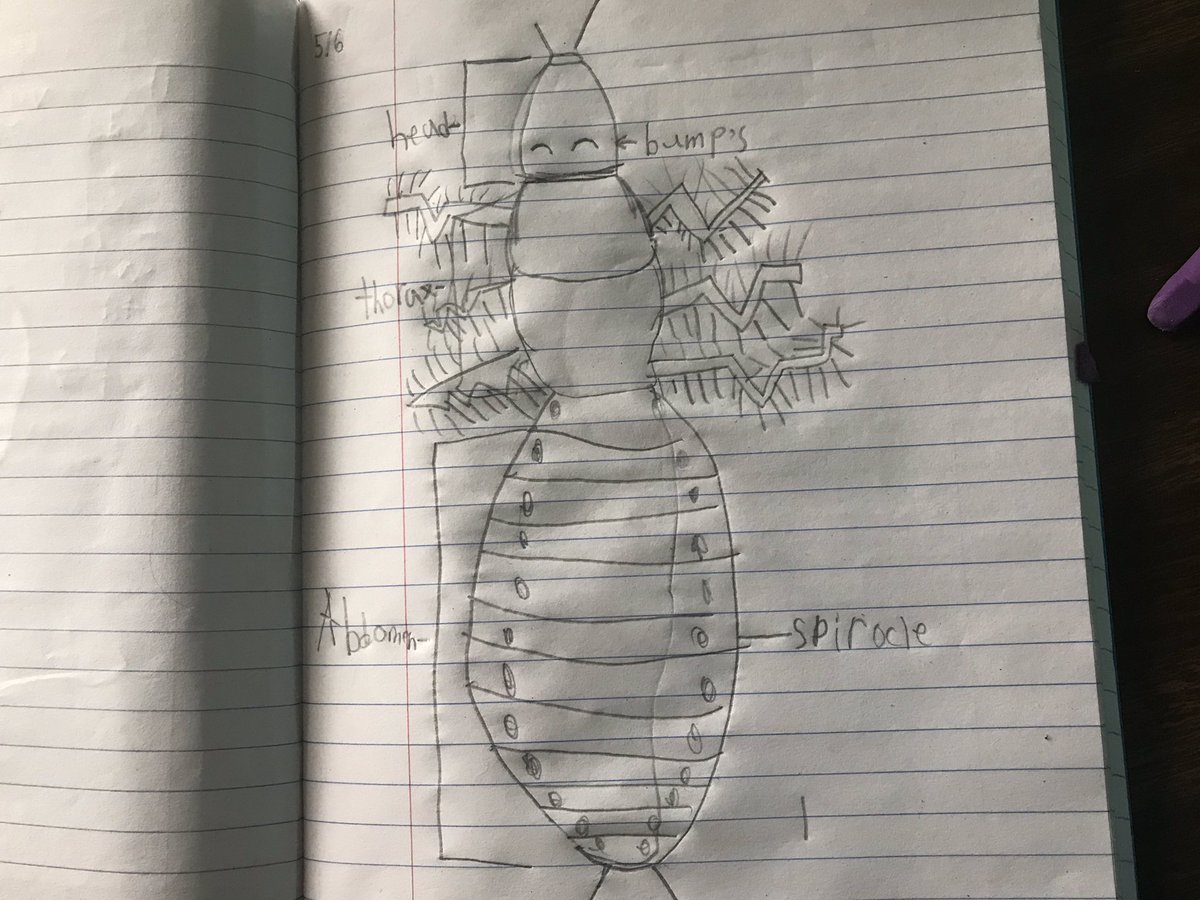 BL_INTERVENTION's tweet photo. Technical drawings of Madagascar Hissing cockroaches! #insectbodyparts #thethingswedoforourstudents #idontlikecreepycrawlies but I #lovemylitter https://t.co/6mm7V4krn8