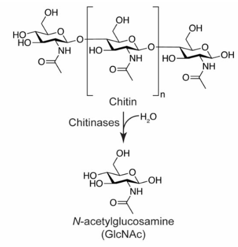 ChemRxiv's tweet image. Mechanoenzymatic Breakdown of Chitinous Material to N-Acetylglucosamine: The Benefits of a Solvent-Free Environment by Tomislav Friščić (@TomislavFriscic), Karine Auclair &amp;amp; co-workers

doi.org/10.26434/chemr…