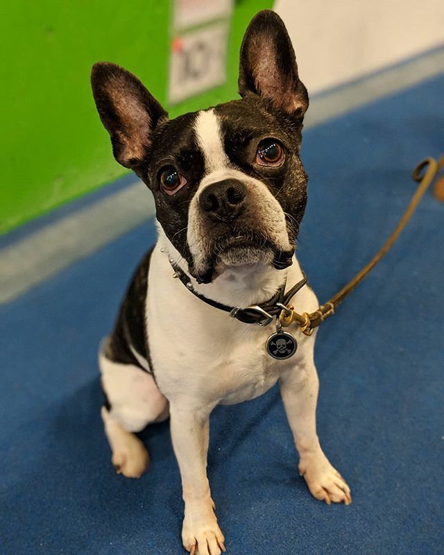 ClimbBasecamp's tweet image. It's been a minute since we've had a #dogsofbasecamp on our feed! This cutie is none other than @mikeymikehume 's doggo Dutch
.🥺❤️🥺
.
#climbing
#climb
#rockclimbing
#climbinggym
#dogswelcome
#indoorclimbing
#dogsofinstagram 
#woof bit.ly/2PPZTXa