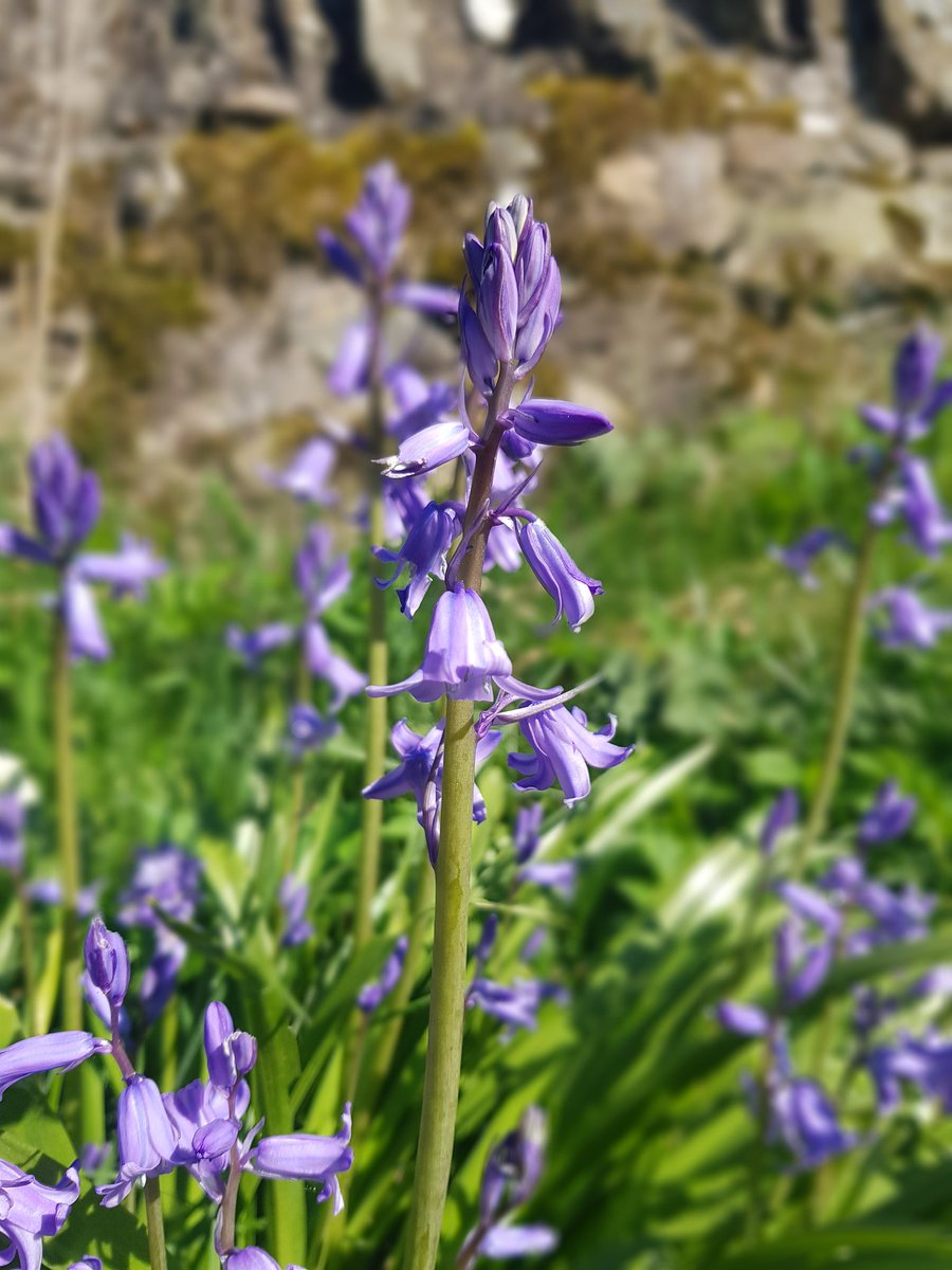 Love this time of the year...#bluebells #springbreak2019 #SpringTime #Angus