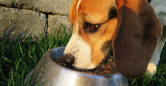 GOODDOGFOOD1's tweet photo. Lo que nadie te quiere contar sobre las bolitas (pienso, croquetas…) naturales, holísticas (vídeo)

https://t.co/i4oKEMnTyU https://t.co/shtSWTiPVu