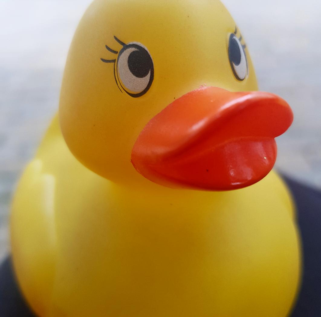 duckgoingplaces's tweet photo. @ChrisEvans so I heard you're single... So Howzit quak'in ;) https://t.co/FW4kWRPNnT