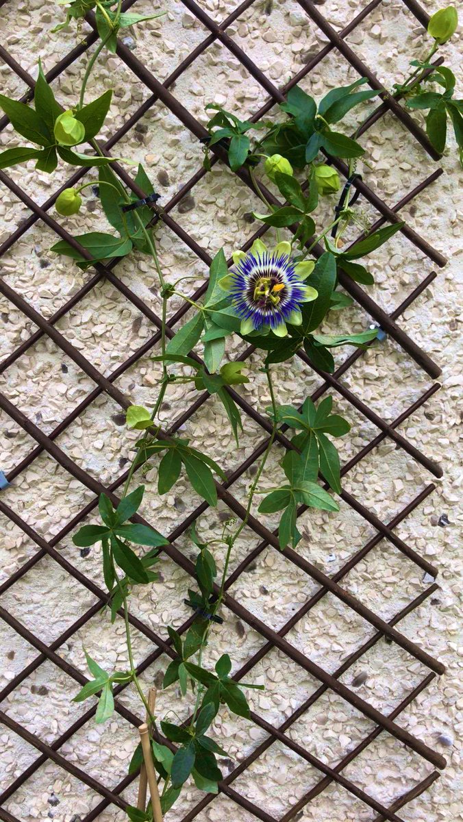 The rare, beautiful and temperamental #passiflora also known as the #passionofchrist