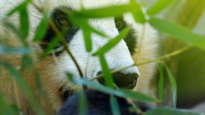 CaraSantaMaria's tweet photo. Turns out, the Giant Panda is a closet carnivore. 🐼
#GiantPanda #PandaDiet #CarnivoreFamily #BambooDiet
https://t.co/3gTUSzEOU2 https://t.co/v8YTBX1zlp