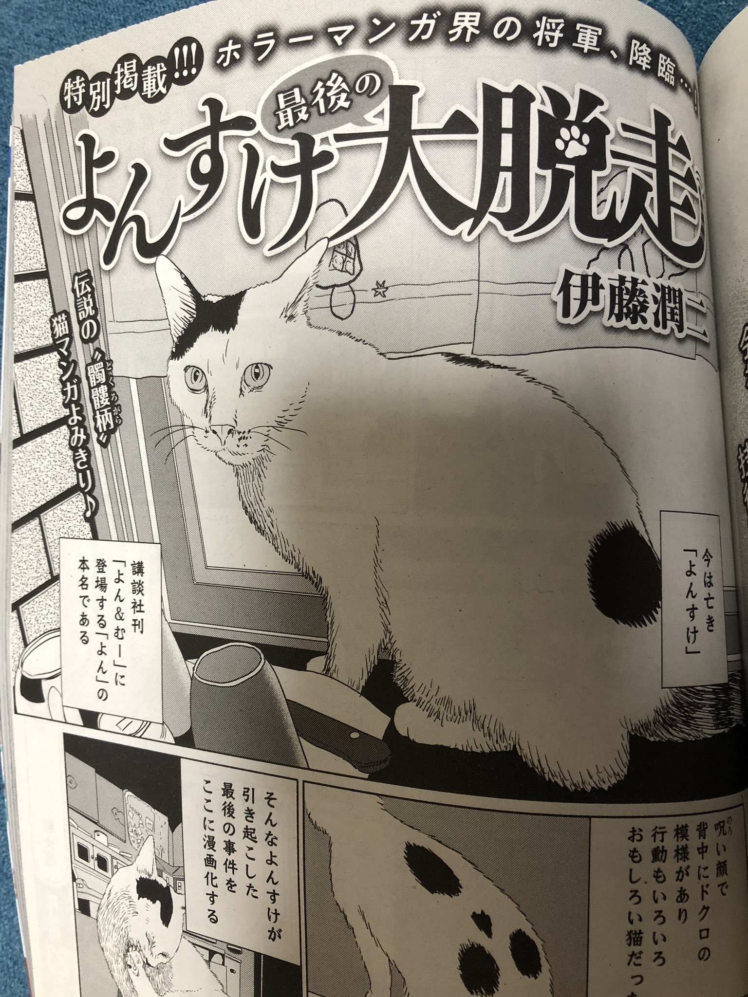 تويتر ケズル على تويتر 伊藤潤二 よんすけ最後の大脱走 目的でフラッパー購入 面白かった よん むーのスピンオフ的な作品 潤二先生は本当に猫好きなんだなぁと改めて感じました T Co L2bj1sfdit