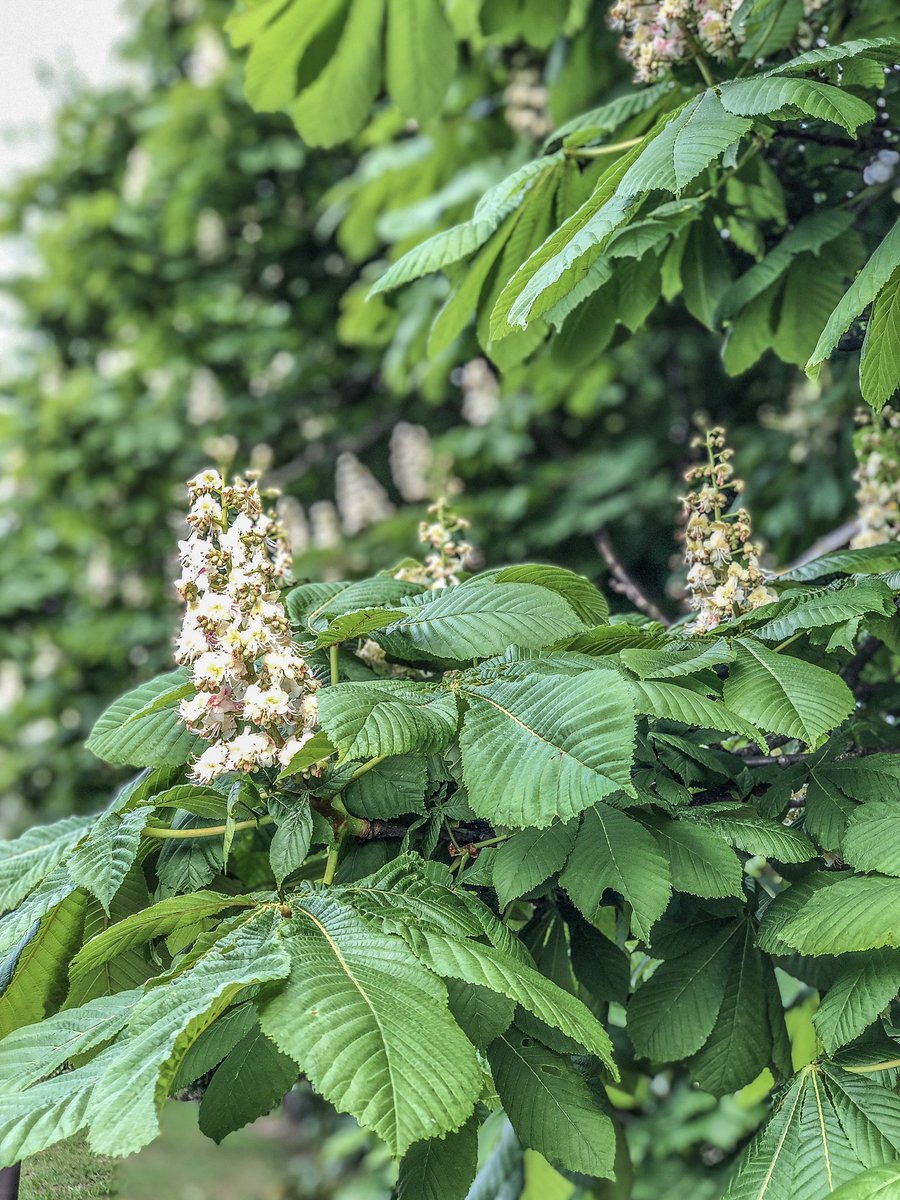 scenesfromMK's tweet photo. #BankHoliday #Willen #Woolstone #LoveMK https://t.co/80ndDBsyOP