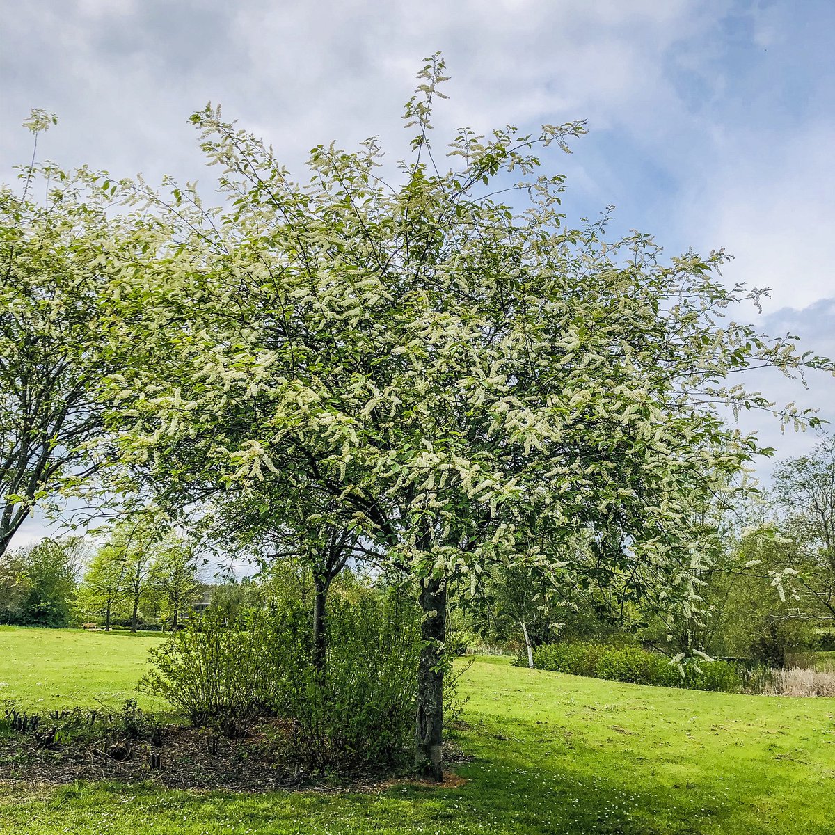 scenesfromMK's tweet photo. #BankHoliday #Willen #Woolstone #LoveMK https://t.co/80ndDBsyOP