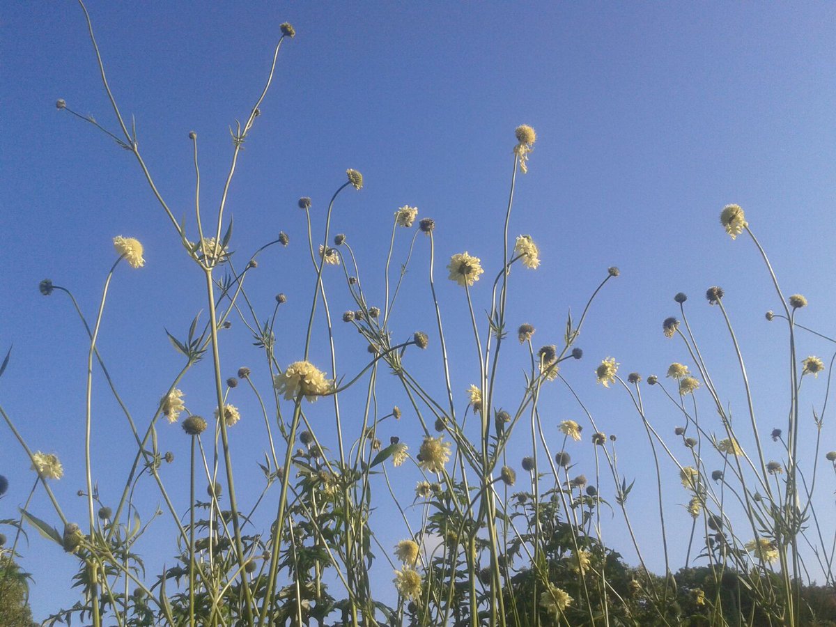 HCPortsmouth's tweet photo. #Hayfever? No need to visit your #GP. Save yourself time, and save the NHS money, visit your #pharmacist today https://t.co/t9RBK7JZND https://t.co/DYbrGoCSSv