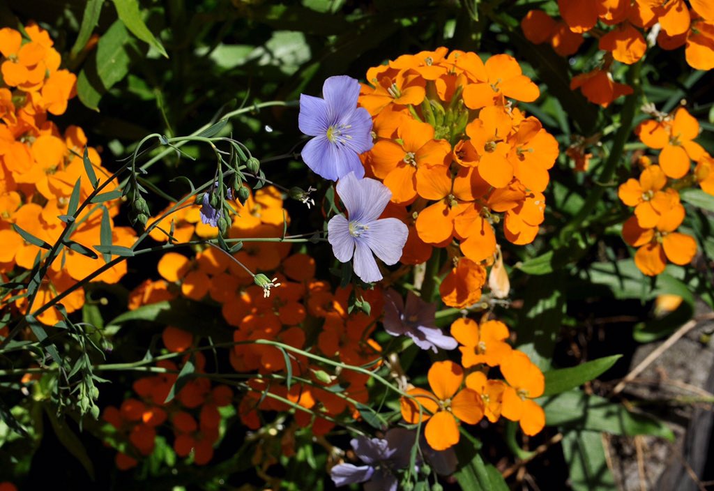 PollinatorPW's tweet image. Western Wallflower (Erysimum capitatum) is native from west to east coast, skipping only the SE and a little bit of the center. 
Wild Blue Flax (Linum lewisii) ranges from AK to CA and east to MN. It leans and can use a stout friend to lean on like wallflower or bunch grasses.