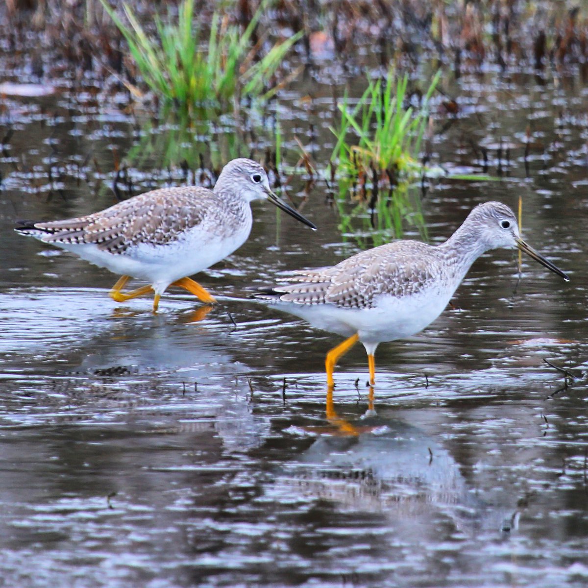 MyODFW's tweet image. Good morning! it’s #MigrationWeek, and we’ll be talking about all types of migration this week. We’ll start with shorebirds, then waterfowl and warblers. We’ll also take a look at efforts to help improve animal migration corridors near urban or high traffic areas. Stay tuned!
