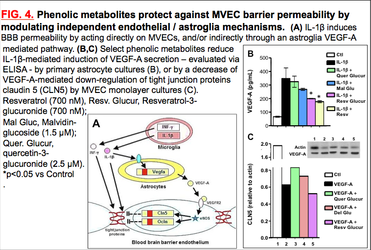 IcahnCMIN's tweet photo. AT CARBON 2019? DO NOT MISS: Dr. @Pasing01 presentation: "Characterization of Novel #Bioavailable #Bioactive #PolyphenolicCompounds for Pharmacological Preservation of #BloodBrainBarrier Function in #AlzheimersDiseaseβ! @NIH_NCCIH @NIH_ODS @VABronx @SinaiBrain @IcahnMountSinai https://t.co/DO3JBr4fca