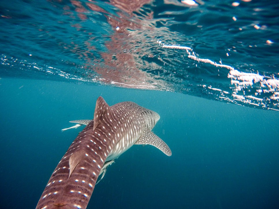 privatemextours's tweet photo. Do you dare to swim with the largest fish in the world?

#whaleshark #whalesharktour #mexicotour https://t.co/ykfVDLJAWc