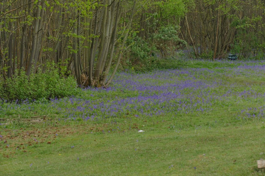 Stunning pics taken of our woodlands by one of our members. If you’ve never visited then you are in for a treat! Day visits are welcomed but must be pre booked online #woodlandwalk #naturistclub #bluebells #nature #wherebareisbeautiful